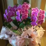 Flower プロフ参照の画像