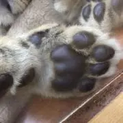のん姫の画像
