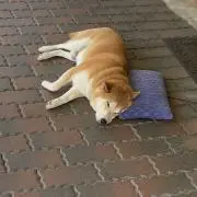 あんこ