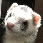 katuko