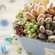 sugar mom *即購入大歓迎★の画像
