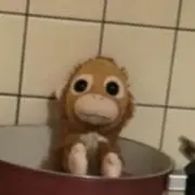 おりゃの画像