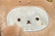 【TXTグッズ整理中】うゆの画像