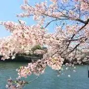 にゃんこちゃんの画像