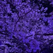 よしの画像