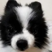 ジョニーの画像
