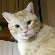 青山 深見青山 弥勒菩薩 日本画　印刷 青山 深見青山 弥勒菩薩 日本画 印刷 青山 深見青山 弥勒菩薩 日本画 印刷