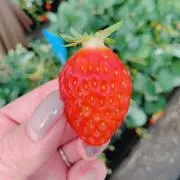 苺の画像
