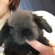 くろちゃんの画像