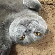 リンママ