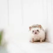 気ままなリス