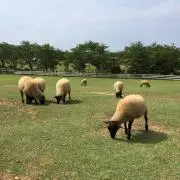 ヤギ子の画像