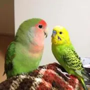まーるのはんぶんの画像