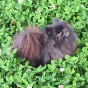 いちごままの画像