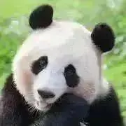 ぱんだ プロフ必読 次回 〜7/15発送の画像