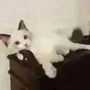 リュージュ 72弁スイスヨーデル他 レア曲 - メルカリ