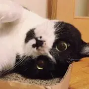 てとの画像