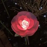 マロンの画像