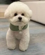 みこの画像