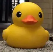 ごまちゃんの画像