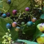 けんけんの画像