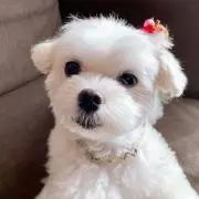 ringo