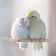 くるみの画像