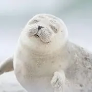 SSDORの画像