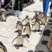 ぶひひ