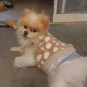 ノビさんの画像