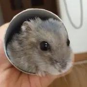 ヒコロの画像