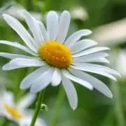 yuの画像