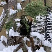 すーの画像