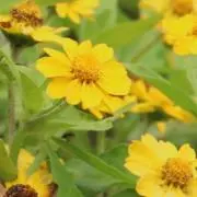 よもぎ