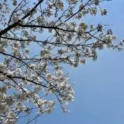 Emmaの画像