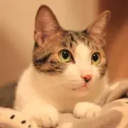 悠馬