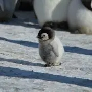 ペンギンの画像