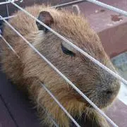 Meirinの画像