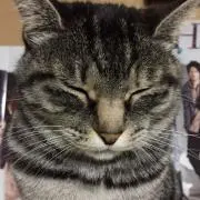 にゃにゃ