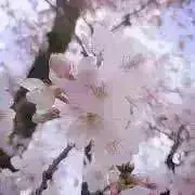 ゆでたま▹▸プロフィール一読お願いしますの画像