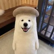 ボの画像