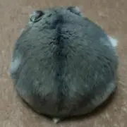 Yちゃの画像