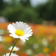 ぴぴｐi ☆まとめ買い大歓迎☆の画像