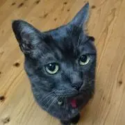 ケイ