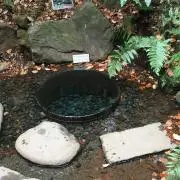 tsubaki