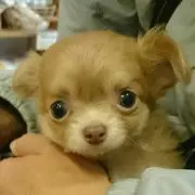 ちくわ