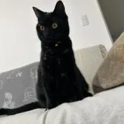 いえぴーの画像