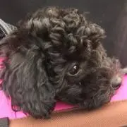 えま