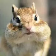 ミミゴロの画像