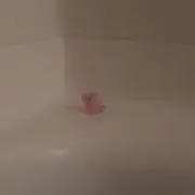 りゅげつの画像